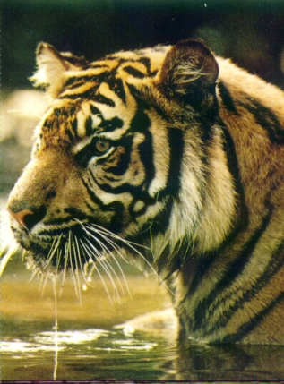 Harimau Sumatera Akan Punah Pada Tahun 2015