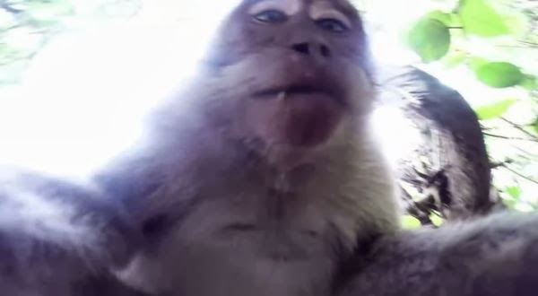 Monyet Juga Mau Ikutan Foto Selfie