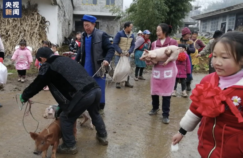 Pelajar Berprestasi di China Diberi Hadiah Anak Babi