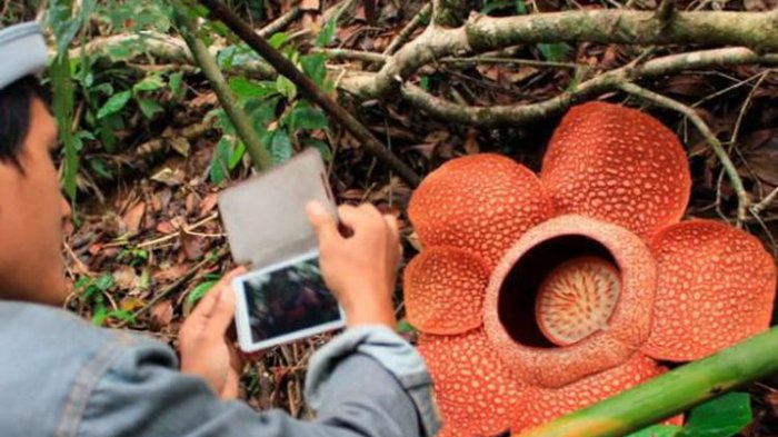 Sekarang ke Kebun Raya Bisa Lihat Bunga Rafflesia Arnoldi!