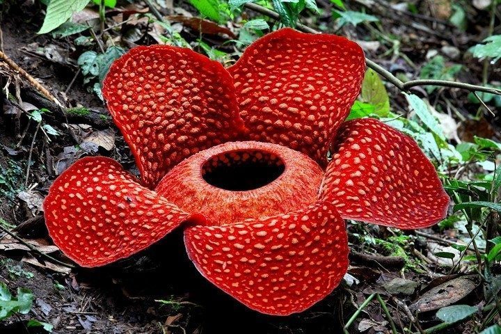 Sekarang ke Kebun Raya Bisa Lihat Bunga Rafflesia Arnoldi!